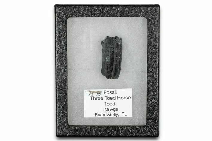 Fossil Three-Toed Horse Tooth - Bone Valley, Florida #336406